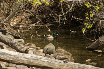 A Male Mallard Duck in a Creek
