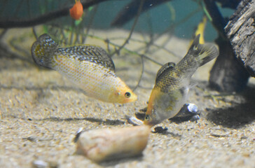 The Molly fish, (Poecilia sphenops) in Aquarium
