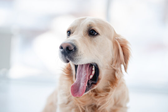 Golden retriever dog with open mouth