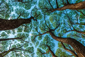 Fotobehang Low angle shot of tree crown shyness pattern across blue sky © Natalya