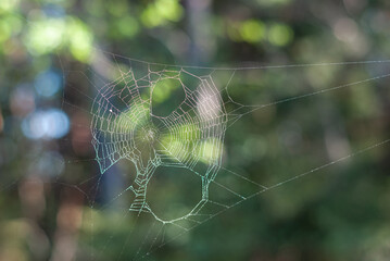 Spider web in the forest in summer day with colorful bokeh background