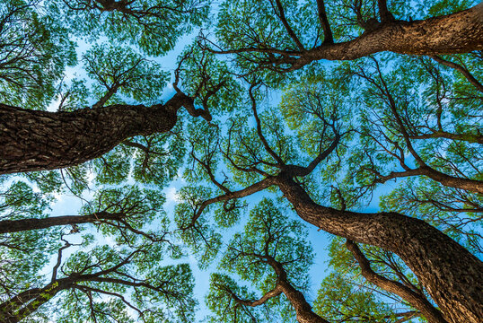 Low angle shot of tree crown shyness pattern across blue sky
