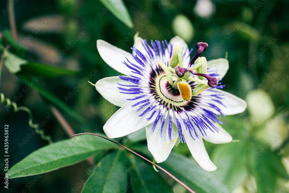 Sticker closeup of beautiful brazilian passionflower (passiflora caerulea)