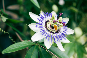 Closeup of beautiful Brazilian passionflower (Passiflora caerulea) - obrazy, fototapety, plakaty