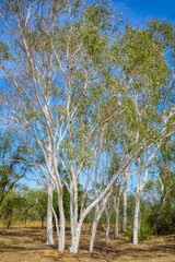 white Gum trees or Eucalyptus