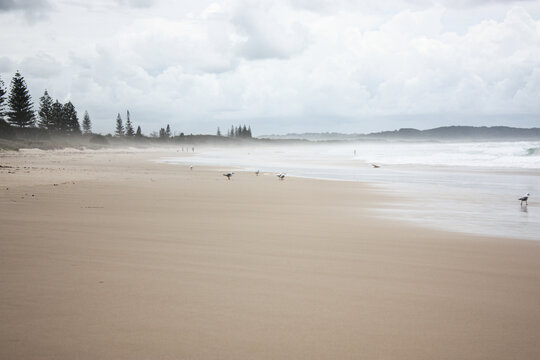 Gulls on sandy beach at low tid