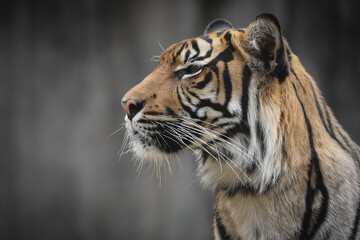 Sumatran tiger