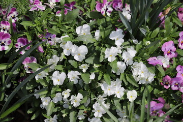 春の庭に咲くビオラの花