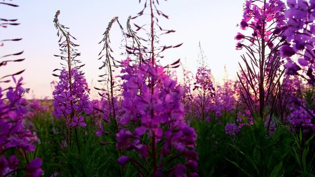 Pink Ivan Tea or blooming Sally in the field. Willow-herb at sunset. Nature landscape