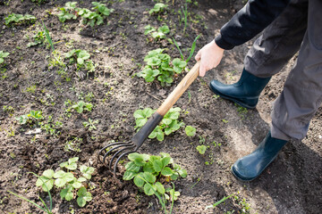 farmer working in a field, man with  hoe, garden hoe for weeding