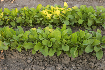 radish seedlings in the garden