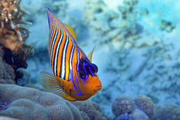 Royal or Regal Angelfish (Pygoplites diacanthus ) - red Sea