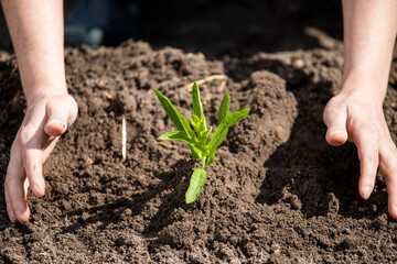 person planting a plant