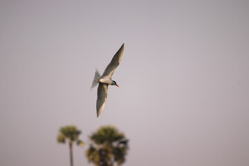 Bird flying on the river , searching for food