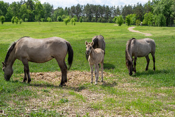 Naklejka na ściany i meble foal surrounded by gray horses grazes in the park,