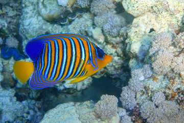 Royal or Regal Angelfish (Pygoplites diacanthus ) - red Sea