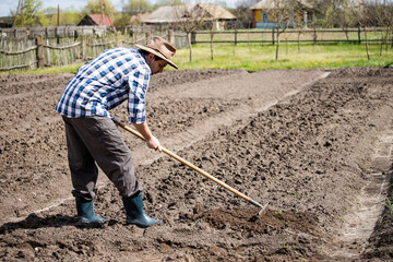 person planting a potato,  drag the earth with a rake
