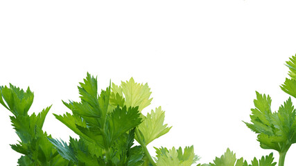 Fototapeta premium Fresh green Celery leaves, isolated on white background.
