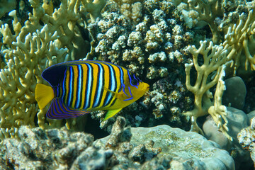 Royal or Regal Angelfish (Pygoplites diacanthus ) - red Sea