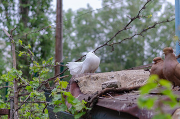Decorative pigeons on a blurry background of trees and branches. Brown and white pedigree birds.