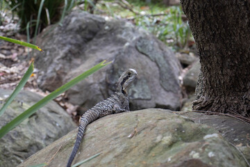 Eastern Water Dragon