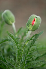 undissolved red poppy flower buds