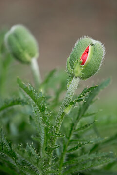 undissolved red poppy flower buds