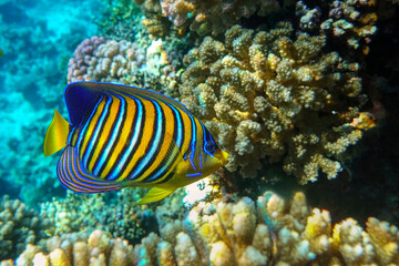 Royal or Regal Angelfish (Pygoplites diacanthus ) - red Sea