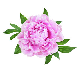 Pink peony flower isolated