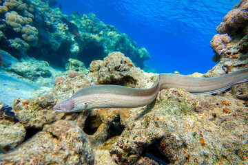 Grey Moray eel (Gymnothorax griseus) , Red sea