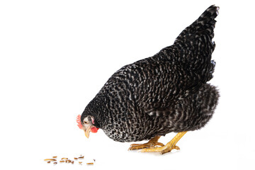 Amrock hen isolated on white