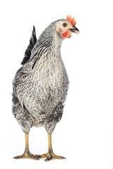 Sussex hen isolated on white