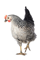 Sussex hen isolated on white