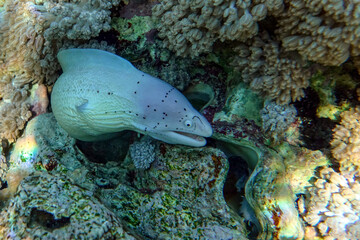 Grey Moray eel (Gymnothorax griseus) , Red sea