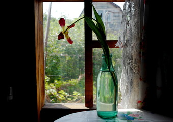 A withered tulip in a green bottle, on a table by the window, in an old house. Omsk, Siberia.