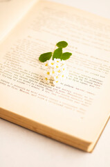 flower spirea and old book on light background with place for text