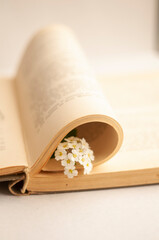 Obraz na płótnie Canvas flower spirea and old book on light background with place for text