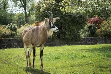 A full length portrait of a roan antelope, Hippotragus equinus. It is standing on the grass field and looking to the right