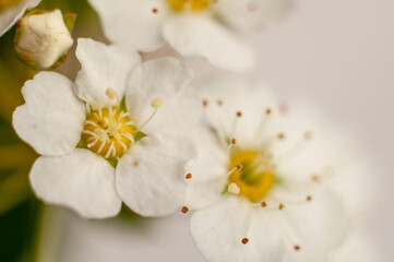white spirea flowers, macro photo
