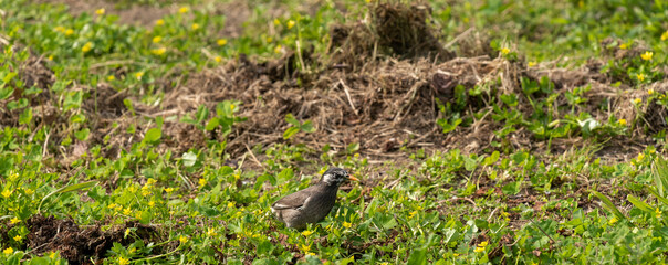 White-cheeked-starling
