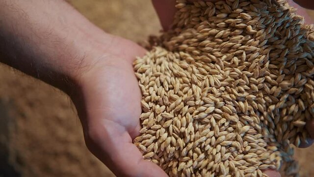 Beat the raw materials for beer. Man hands and hop, malt. Making of local craft beer. Cereal grain that has been dried in a process Malting. Pouring malt from hands.