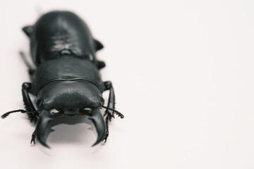 かっこいいコクワガタのアップ