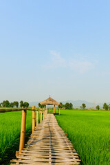 Rice field landscape with cottage