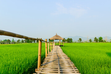 Rice field landscape with cottage