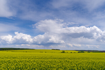Oilseed rape field, Podilski Tovtry National nature park, Podolia region of Ukraine