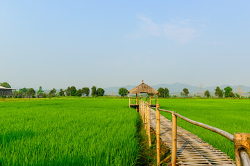 Rice field landscape with cottage