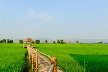 Rice field landscape with cottage