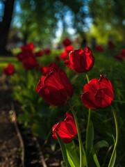 Czerwone wiosenne tulipany w porannym słońcu