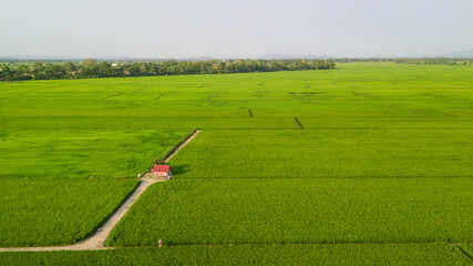 Top view aerial photo from flying drone of rice field landscape with cottage