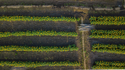 Top view aerial photo from flying drone of landscape with farmland Chiang Mai, Thailand